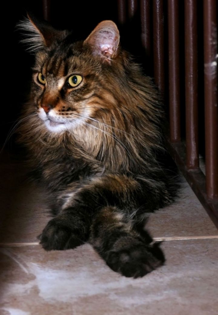 Chat vétérinaire