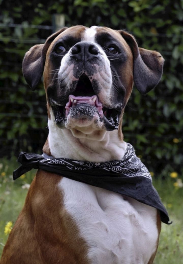 Chien Vétérinaire