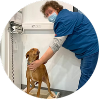 Sylvie l'assistante vétérinaire pèse un chien