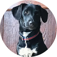 Jessie la chienne Chief Happiness Oficer